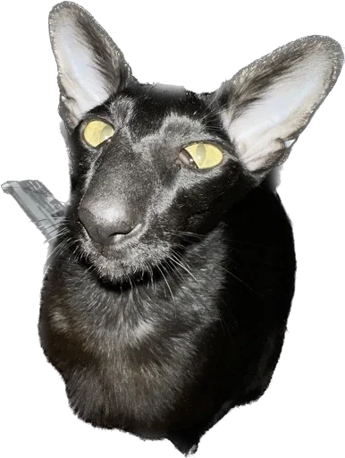 🥺 Стикер «DON Cat» для Telegram