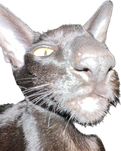 🤨 Стикер «DON Cat» для Telegram