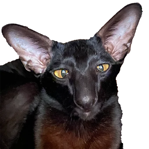 😥 Стикер «DON Cat» для Telegram