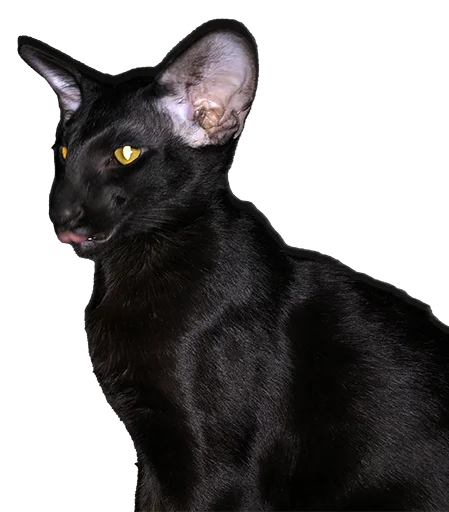 🤤 Стикер «DON Cat» для Telegram