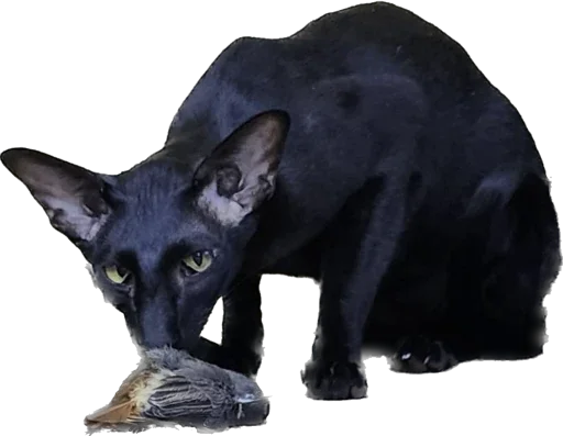 😈 Стикер «DON Cat» для Telegram