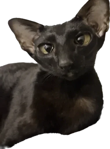 🥹 Стикер «DON Cat» для Telegram