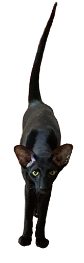 😑 Стикер «DON Cat» для Telegram