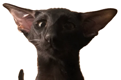 😯 Стикер «DON Cat» для Telegram