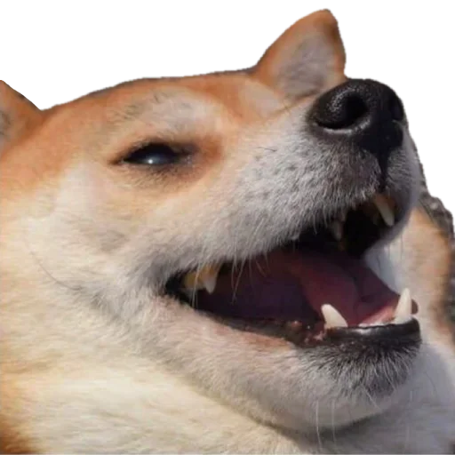 😆 Стикер «DINGDANGSHEQU» для Telegram