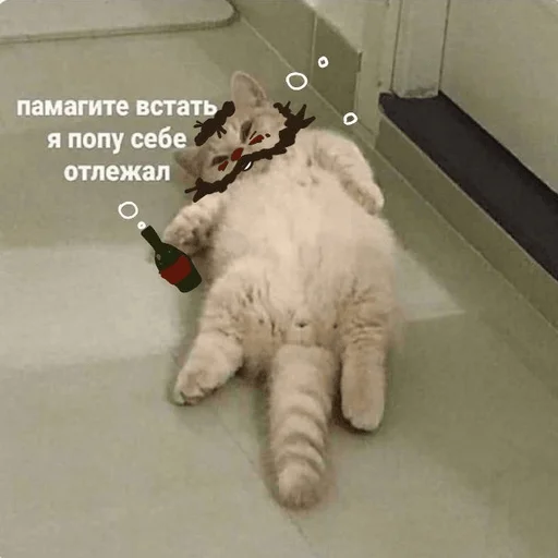 😿 Стикер «Рафаэль Амброзиус Кусто» для Telegram