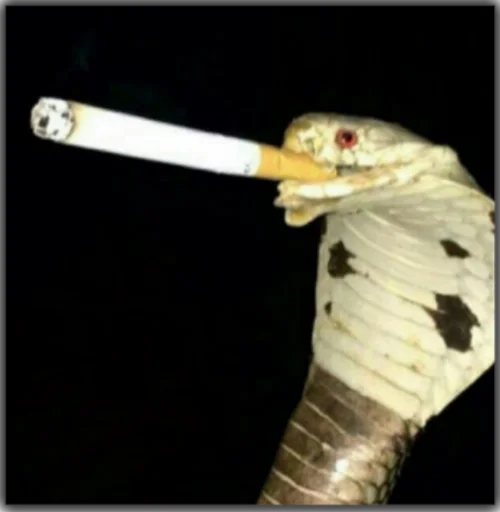 🚬 Стикер «discoбомж» для Telegram