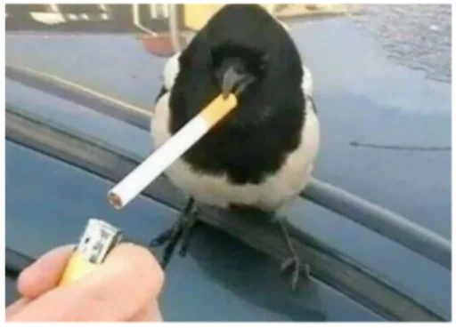 🚬 Стикер «discoбомж» для Telegram