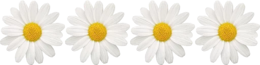 🌼 Стикер «Divisores (20ePoucosAnos)» для Telegram