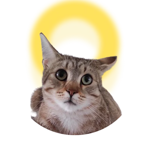 😇 Стикер «DIXIEEE» для Telegram