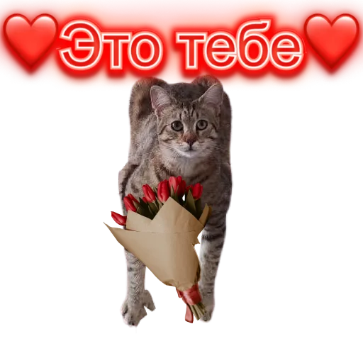 😍 Стикер «DIXIEEE» для Telegram