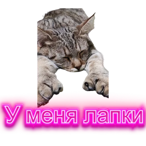 🐈 Стикер «DIXIEEE» для Telegram