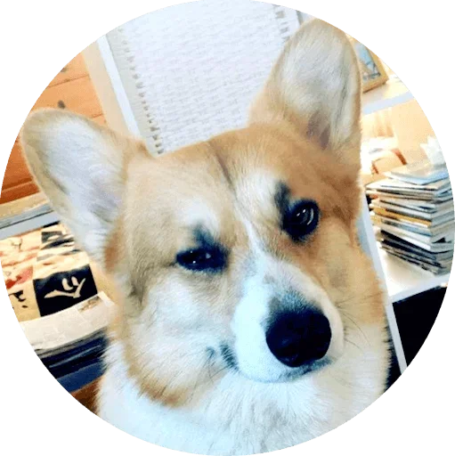 🥳 Стикер «django» для Telegram