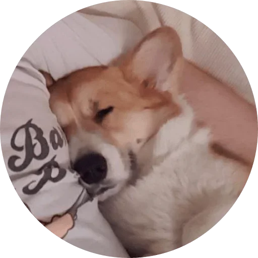 🥳 Стикер «django» для Telegram