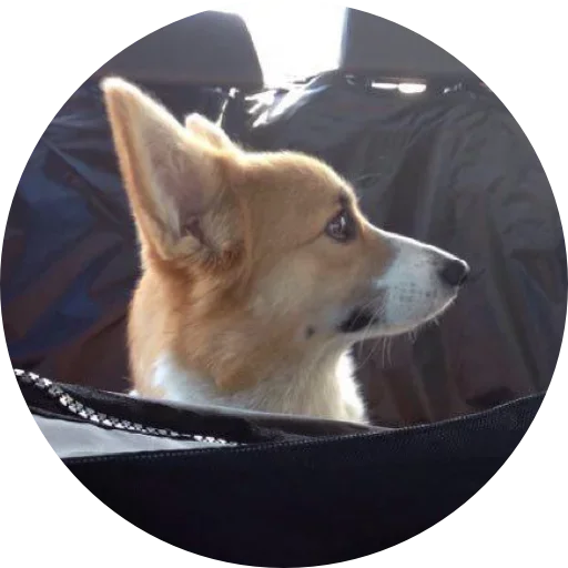 🤩 Стикер «django» для Telegram