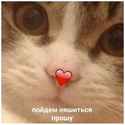 🎱 Стикер «Memes Мемы» для Telegram