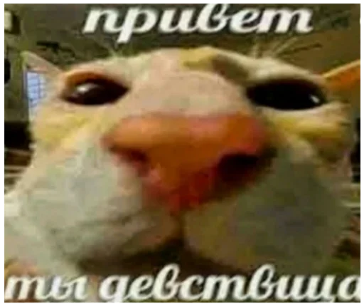 🎱 Стикер «Memes Мемы» для Telegram