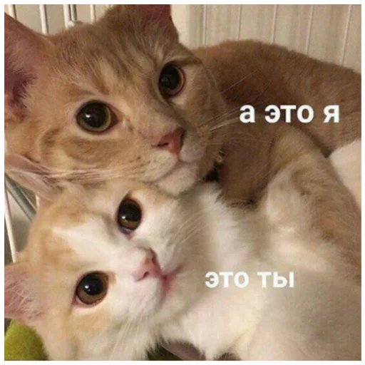 🎱 Стикер «Memes Мемы» для Telegram