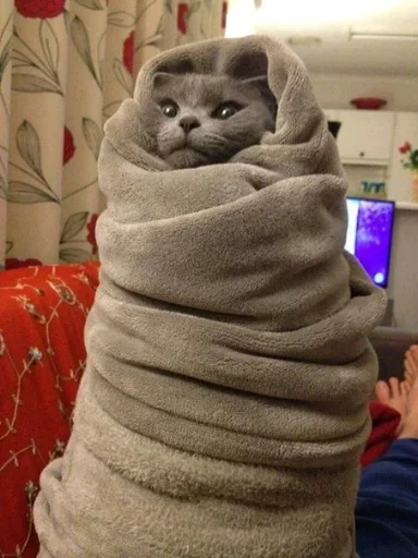 😺 Стикер «Для важливих перемовин» для Telegram