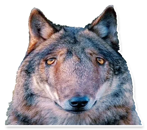 😟 Стикер «DL TSP III» для Telegram