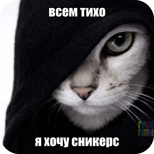 🐱 Стикер «Для любой ситуации» для Telegram
