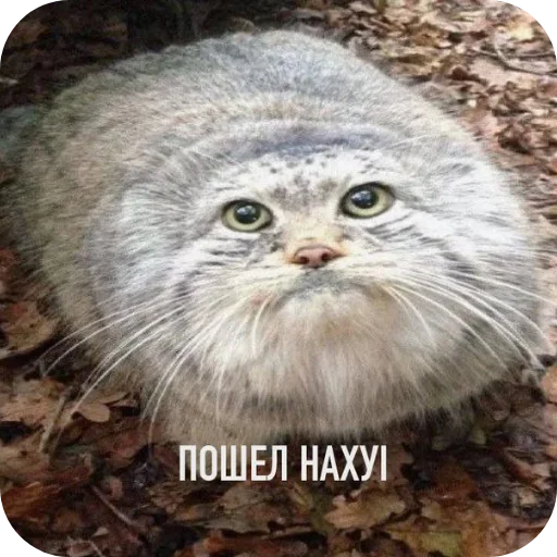 🐦 Стикер «Для любой ситуации» для Telegram