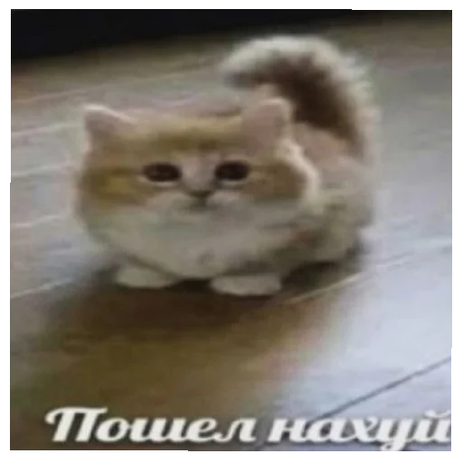 😄 Стикер «Дмитрий» для Telegram