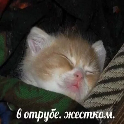 😍 Стикер «Дмитрий» для Telegram