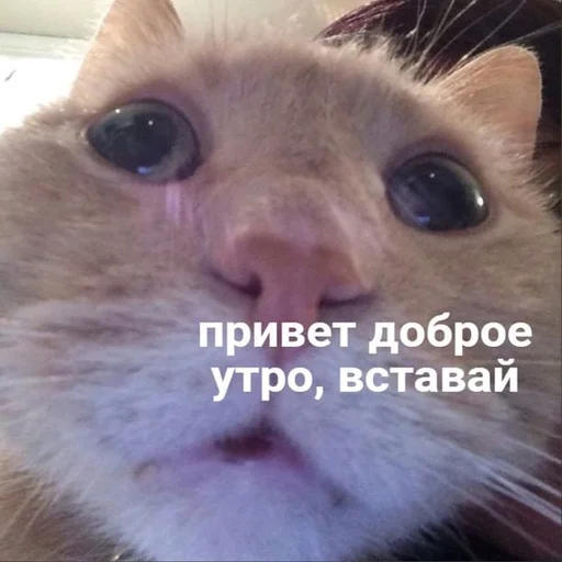 😇 Стикер «Дмитрий» для Telegram