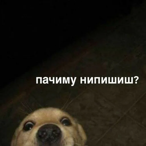 😀 Стикер «Дмитрий» для Telegram