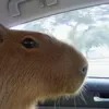 🙂 Эмодзи «Capybaras / капибары» для Telegram