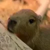 😊 Эмодзи «Capybaras / капибары» для Telegram