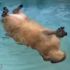 ☠️ Эмодзи «Capybaras / капибары» для Telegram