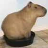 🪣 Эмодзи «Capybaras / капибары» для Telegram