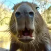 😧 Эмодзи «Capybaras / капибары» для Telegram