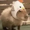 🐤 Эмодзи «Capybaras / капибары» для Telegram