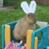 🐇 Эмодзи «Capybaras / капибары» для Telegram