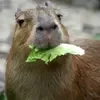 🥬 Эмодзи «Capybaras / капибары» для Telegram