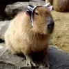 🐄 Эмодзи «Capybaras / капибары» для Telegram