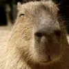😌 Эмодзи «Capybaras / капибары» для Telegram