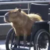 🦽 Эмодзи «Capybaras / капибары» для Telegram