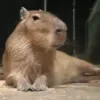🙂 Эмодзи «Capybaras / капибары» для Telegram