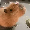 🌸 Эмодзи «Capybaras / капибары» для Telegram