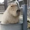 💦 Эмодзи «Capybaras / капибары» для Telegram