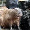 😦 Эмодзи «Capybaras / капибары» для Telegram