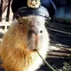 👮 Эмодзи «Capybaras / капибары» для Telegram