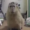 😁 Эмодзи «Capybaras / капибары» для Telegram