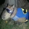 🦇 Эмодзи «Capybaras / капибары» для Telegram