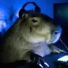 😐 Эмодзи «Capybaras / капибары» для Telegram