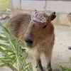 👑 Эмодзи «Capybaras / капибары» для Telegram